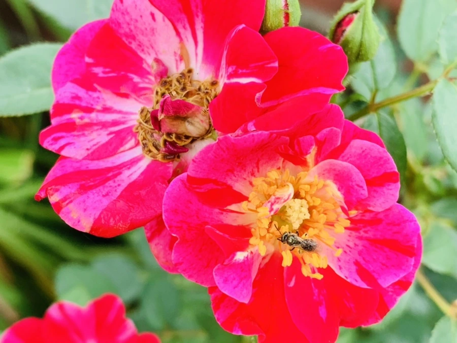 IMG_9034.jpg?type=w966