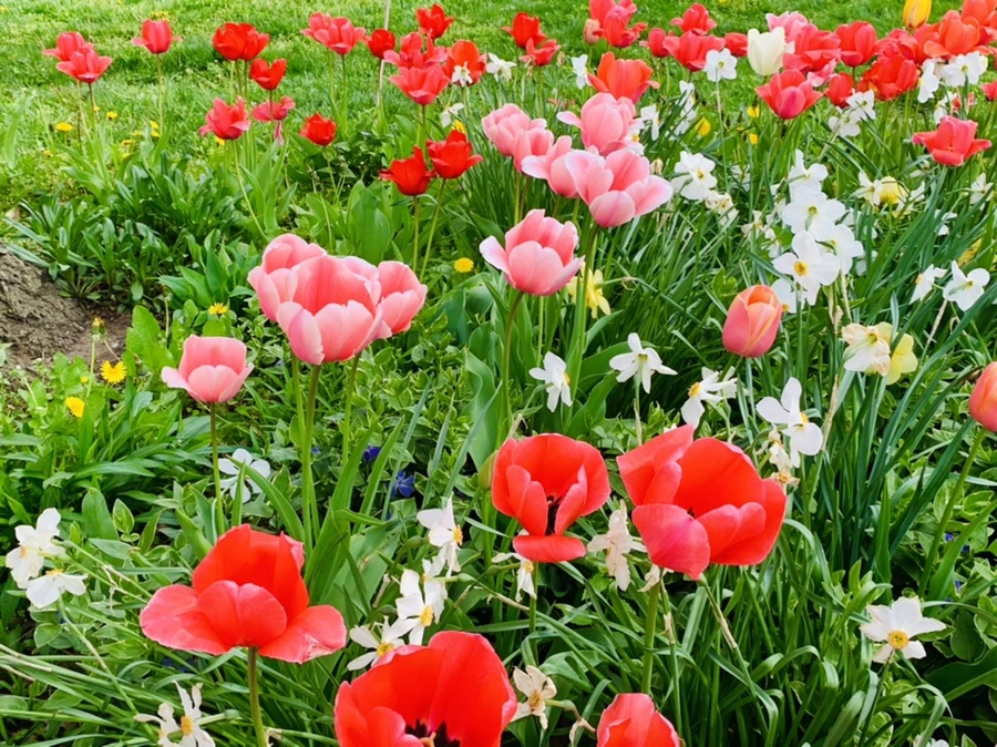 IMG_6964.jpg?type=w966