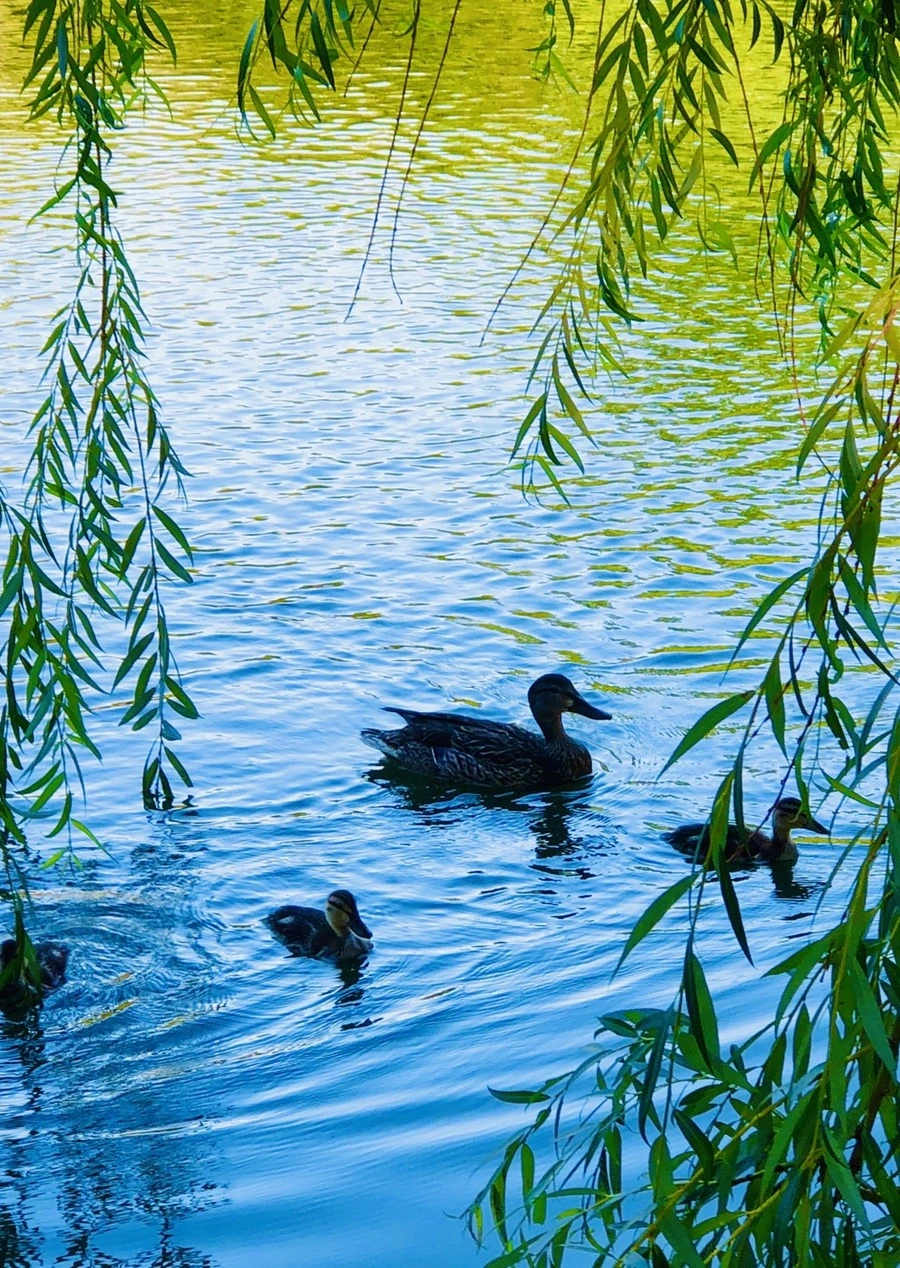 jymDJG_vmJcn37AE8jyvT-vrGT4