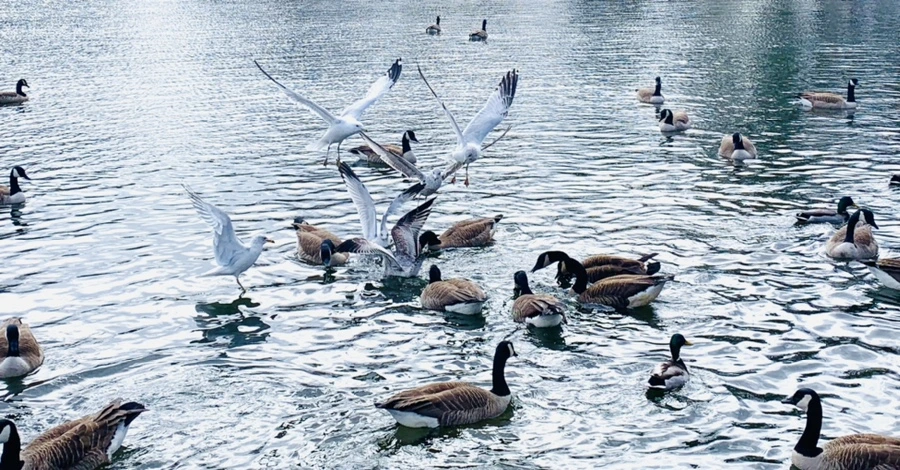 IMG_7811.jpg?type=w966