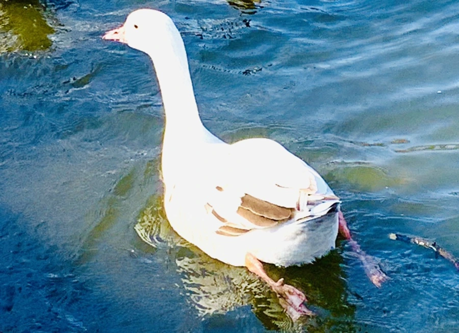 IMG_9818.jpg?type=w966