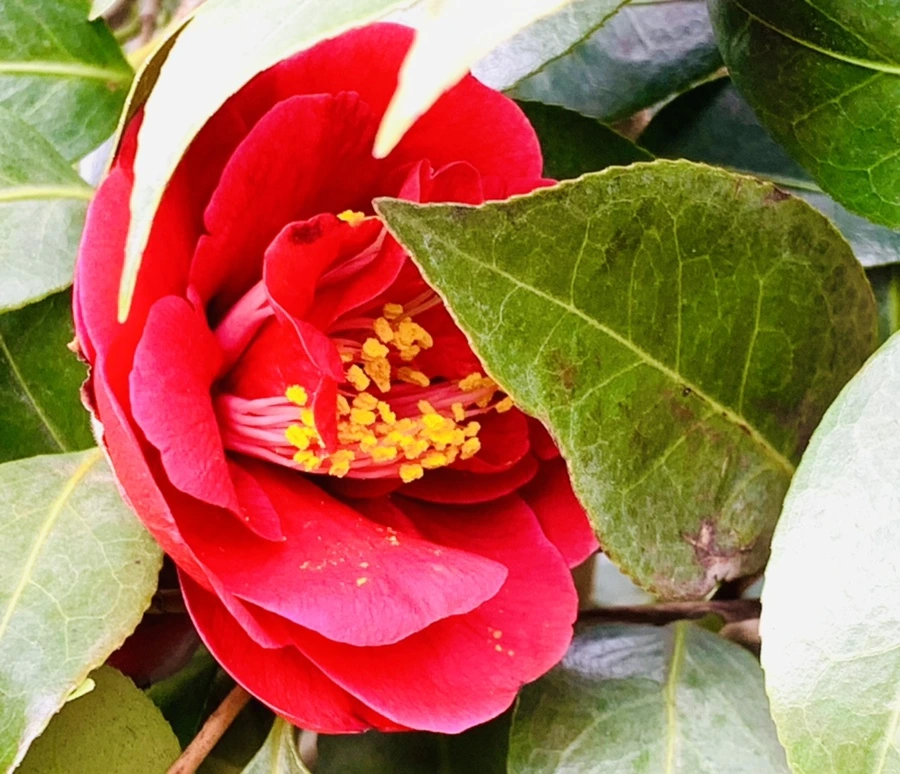 IMG_6621.jpg?type=w966