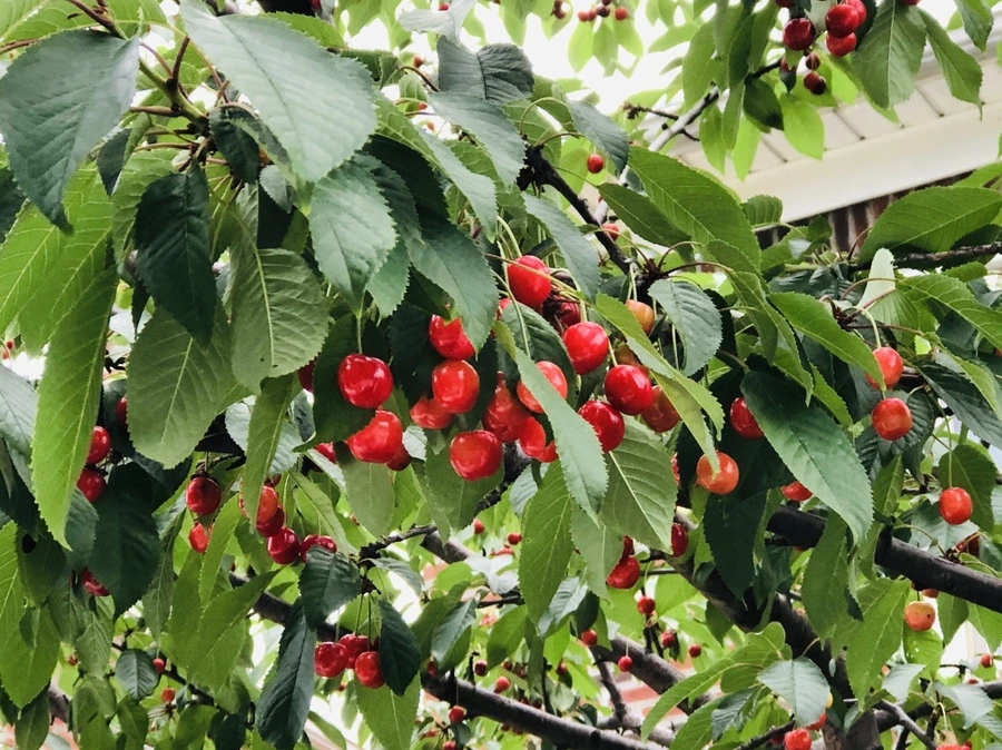 IMG_9530.jpg?type=w966