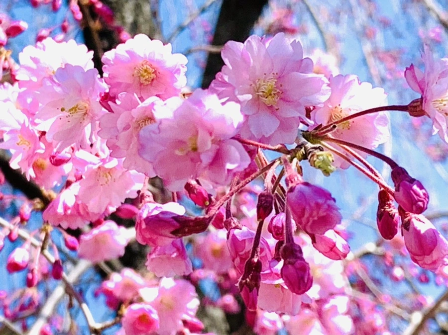 IMG_8326.jpg?type=w966