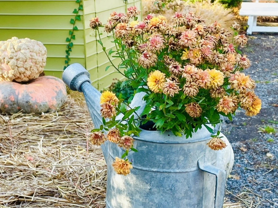 IMG_6048.jpg?type=w966