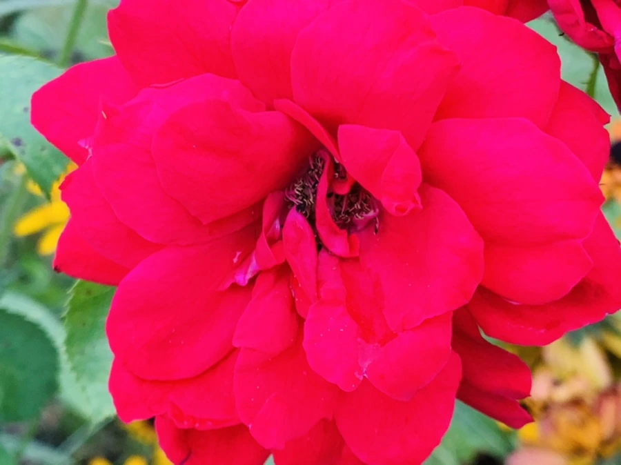 IMG_8771.jpg?type=w966