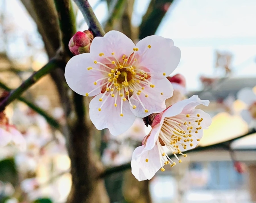 IMG_2239.jpg?type=w966