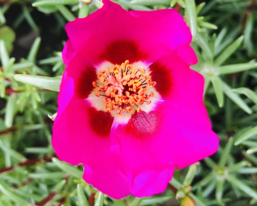 IMG_1472.jpg?type=w966