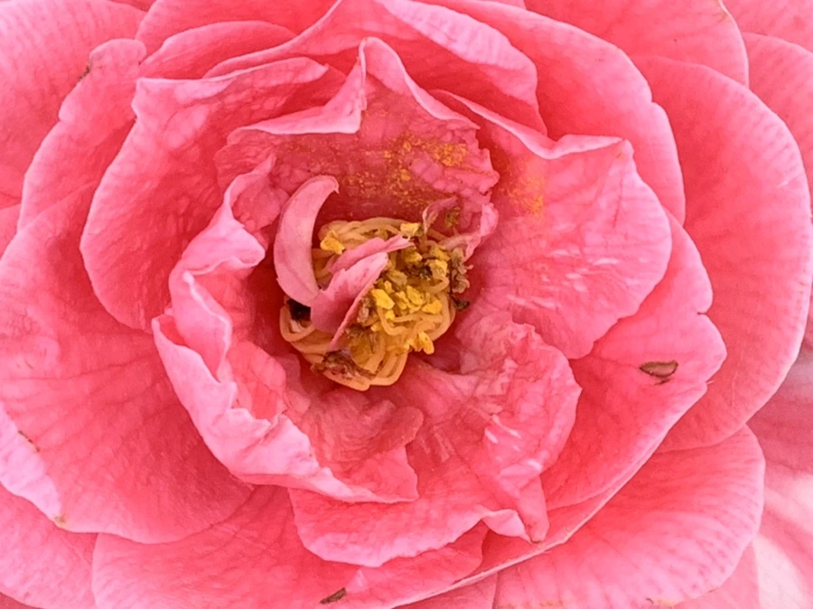 IMG_7783.jpg?type=w966