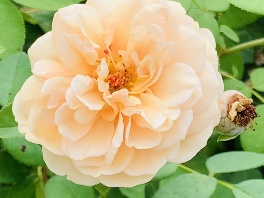 IMG_4981.jpg?type=w966