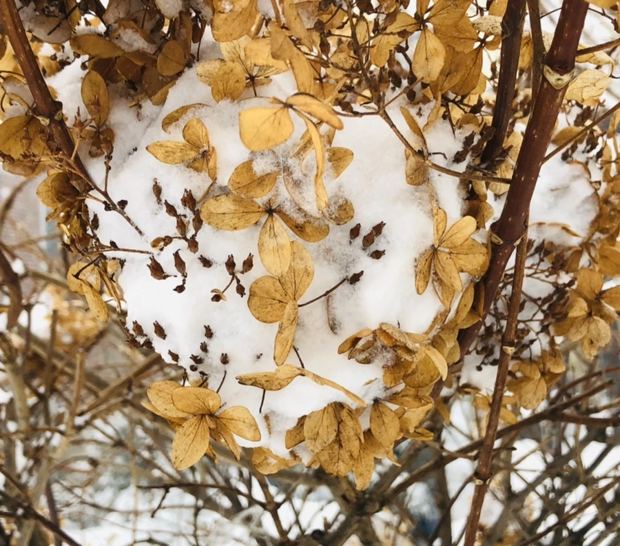 IMG_8778.jpg?type=w966