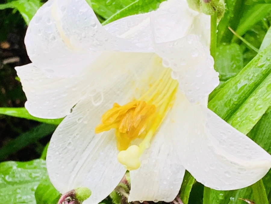 IMG_0133.jpg?type=w966