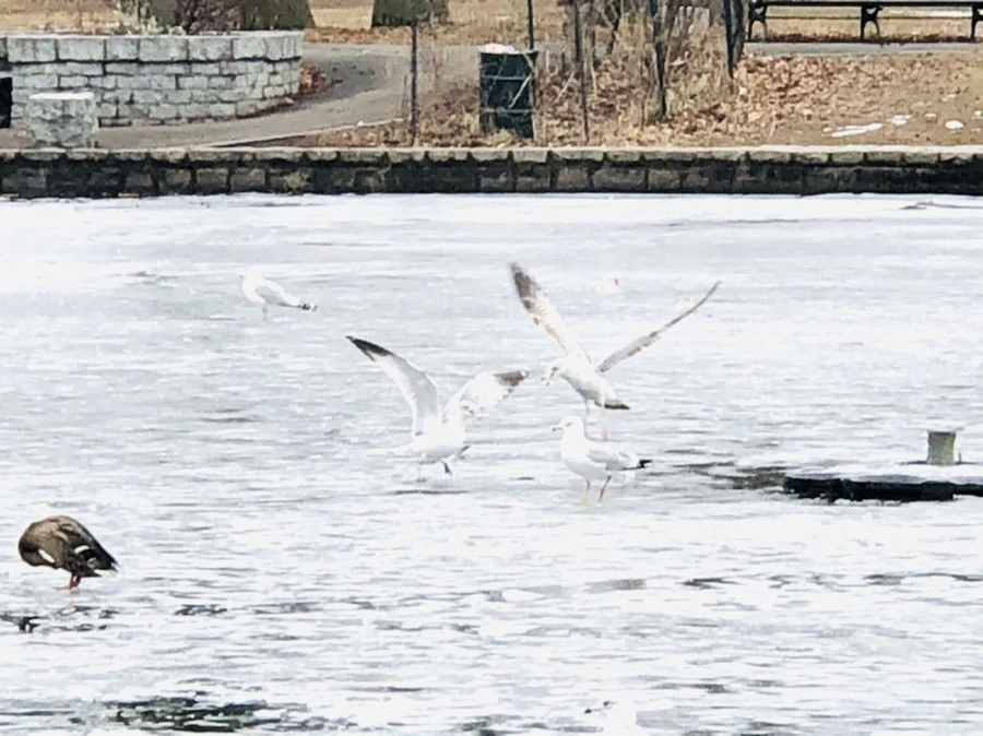 IMG_6072.jpg?type=w966