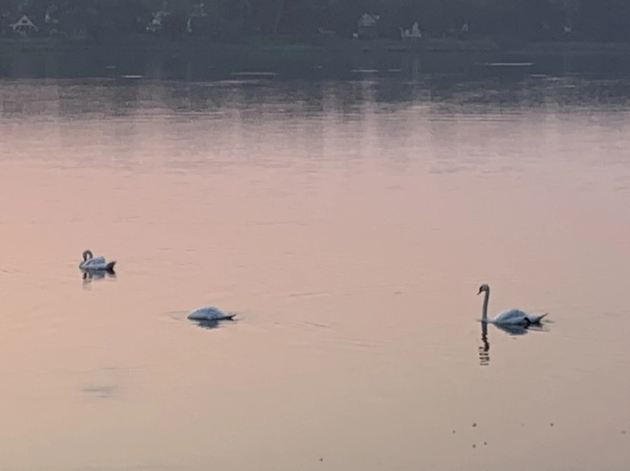 IMG_2022.jpg?type=w966