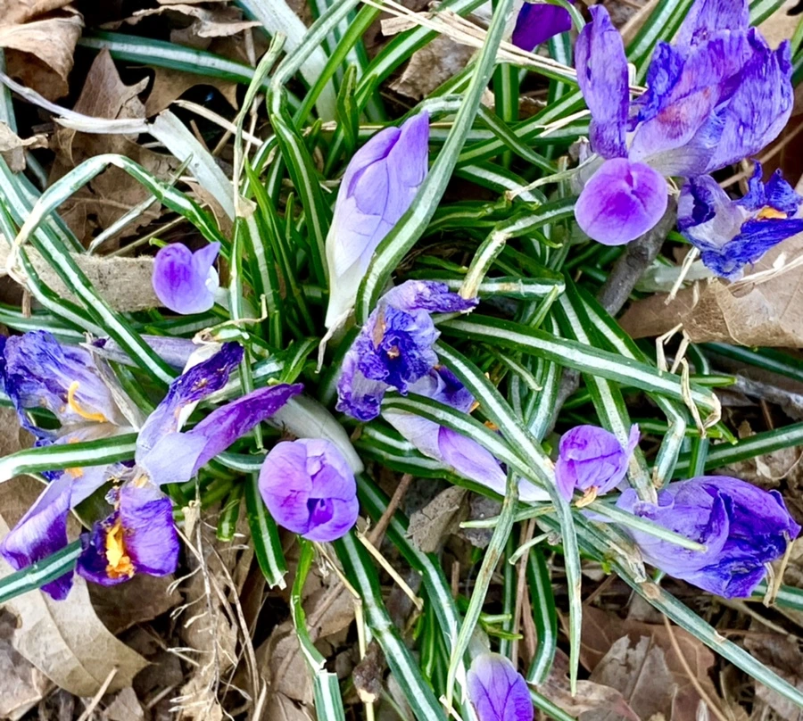 IMG_1484.jpg?type=w966