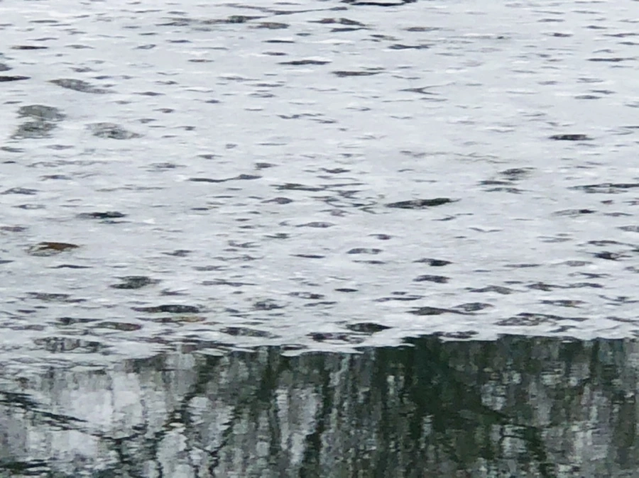 IMG_5481.jpg?type=w966