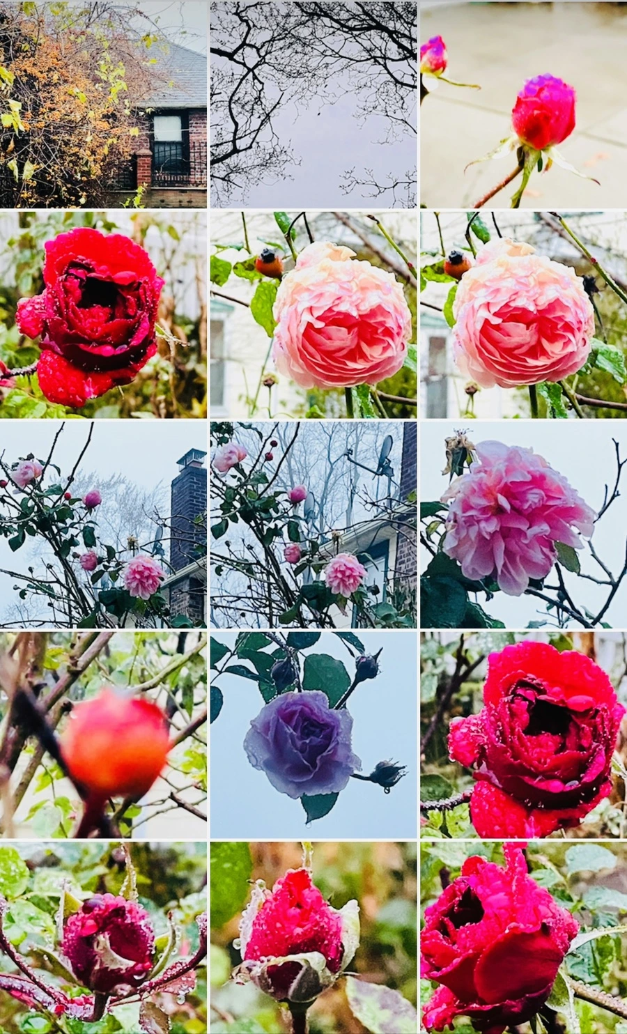 IMG_6434.jpg?type=w966