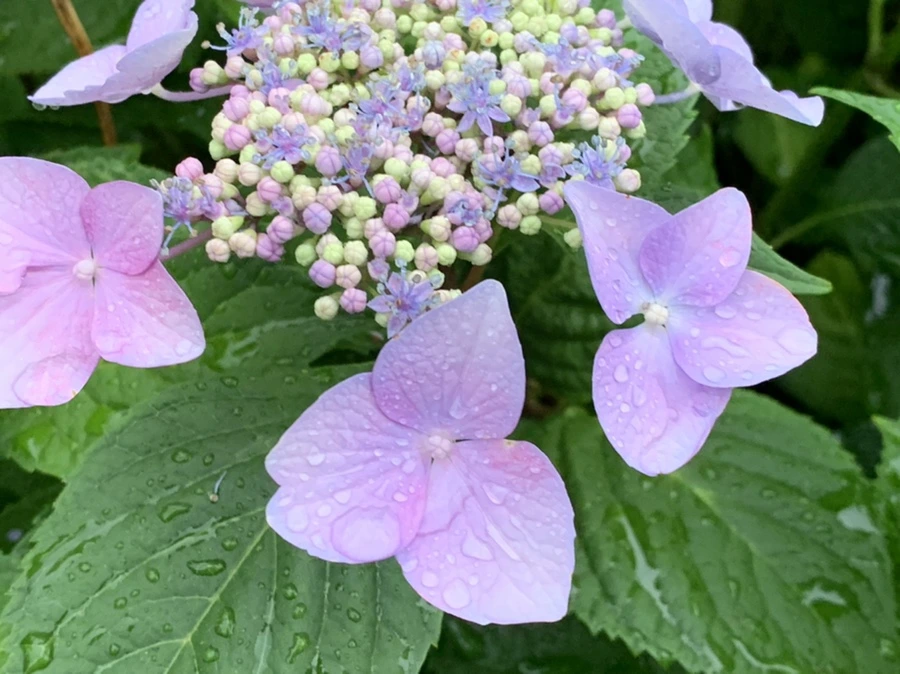 IMG_6206.jpg?type=w966