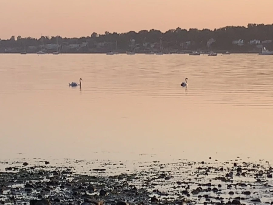 IMG_0215.jpg?type=w966