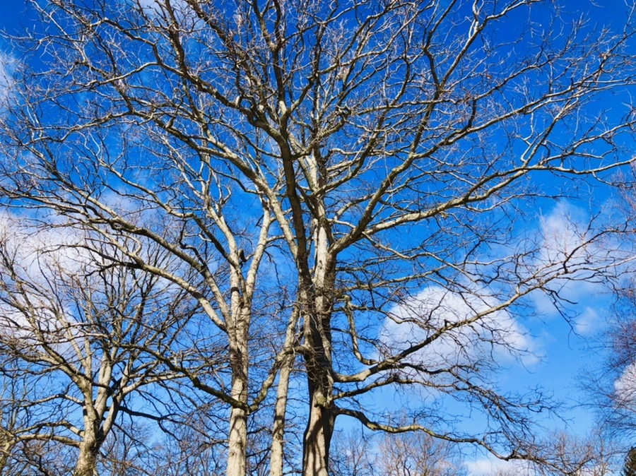 IMG_7619.jpg?type=w966