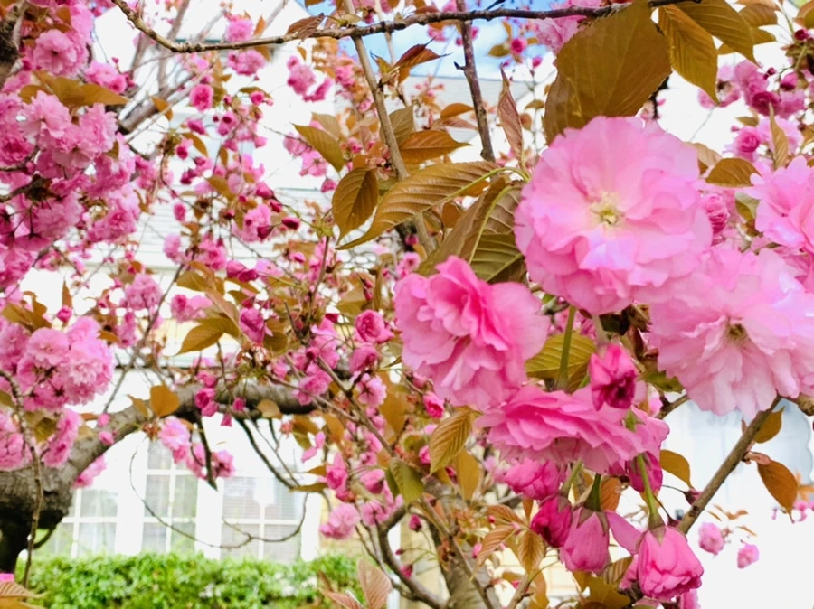 IMG_4347.jpg?type=w966