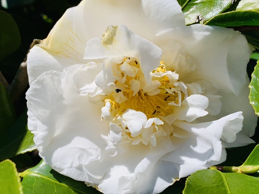 IMG_8620.jpg?type=w966