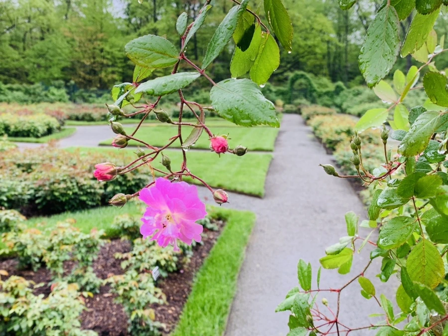 IMG_0038.jpg?type=w966