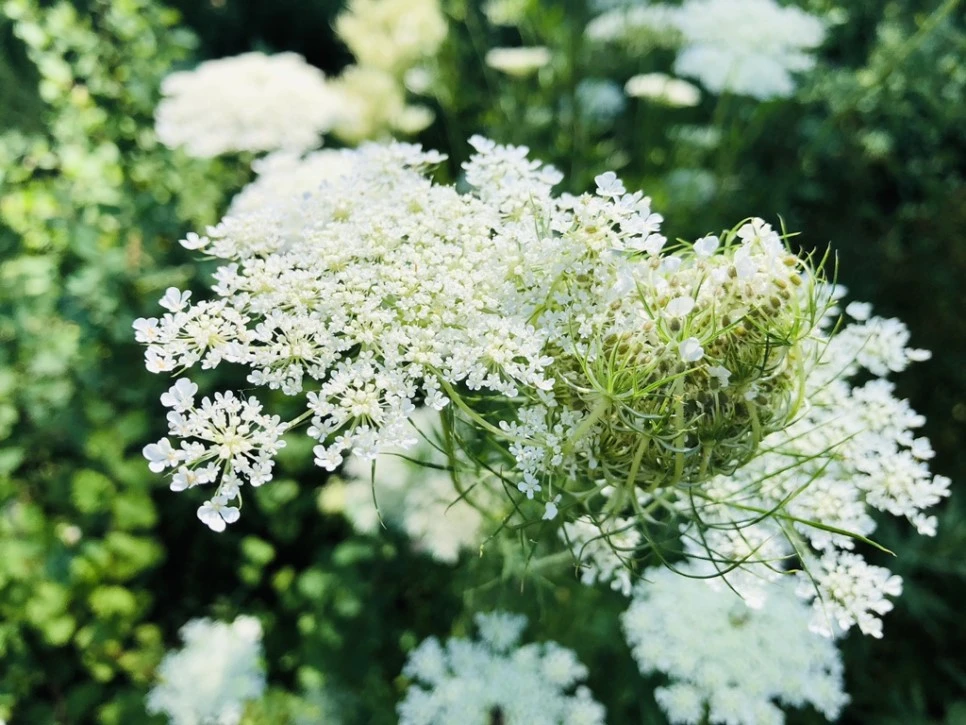 IMG_7518.jpg?type=w966