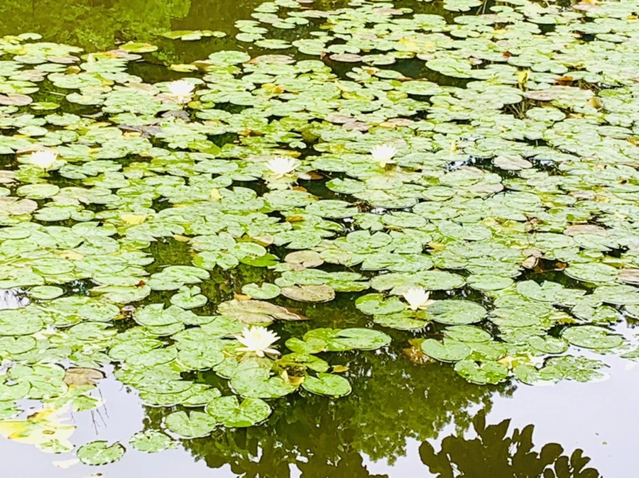 IMG_4448.jpg?type=w966