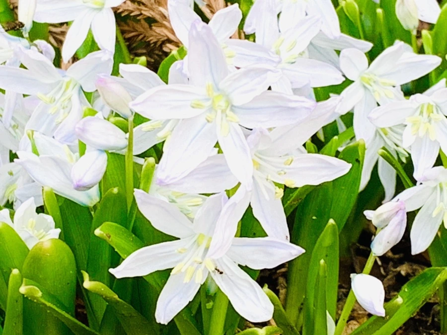 IMG_4105.jpg?type=w966