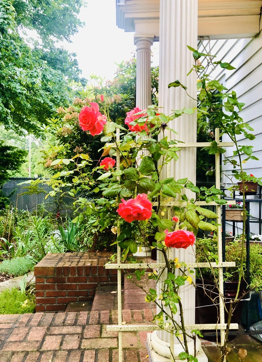 IMG_8115.jpg?type=w966