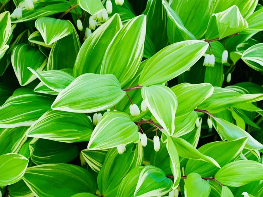 IMG_0529.jpg?type=w966