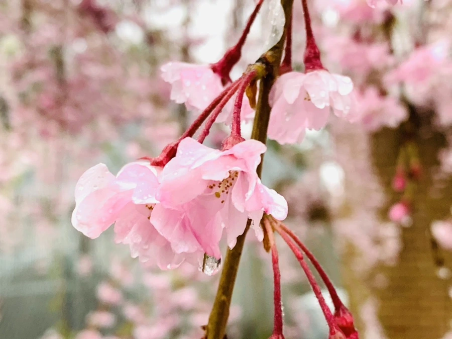 IMG_2288.jpg?type=w966