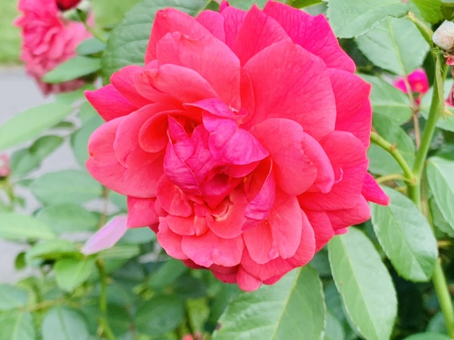 IMG_5016.jpg?type=w966