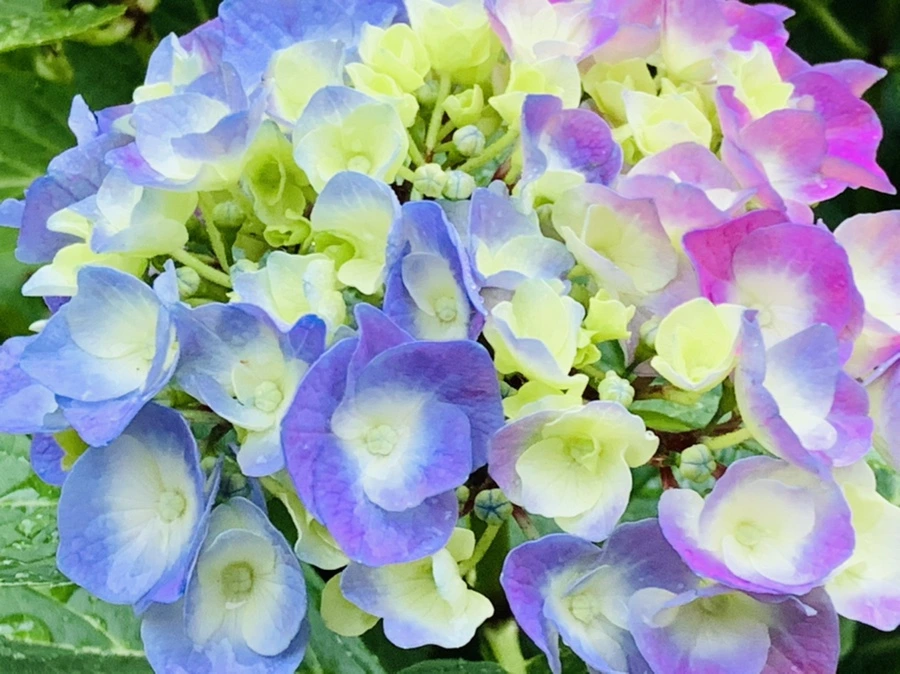 IMG_3488.jpg?type=w966