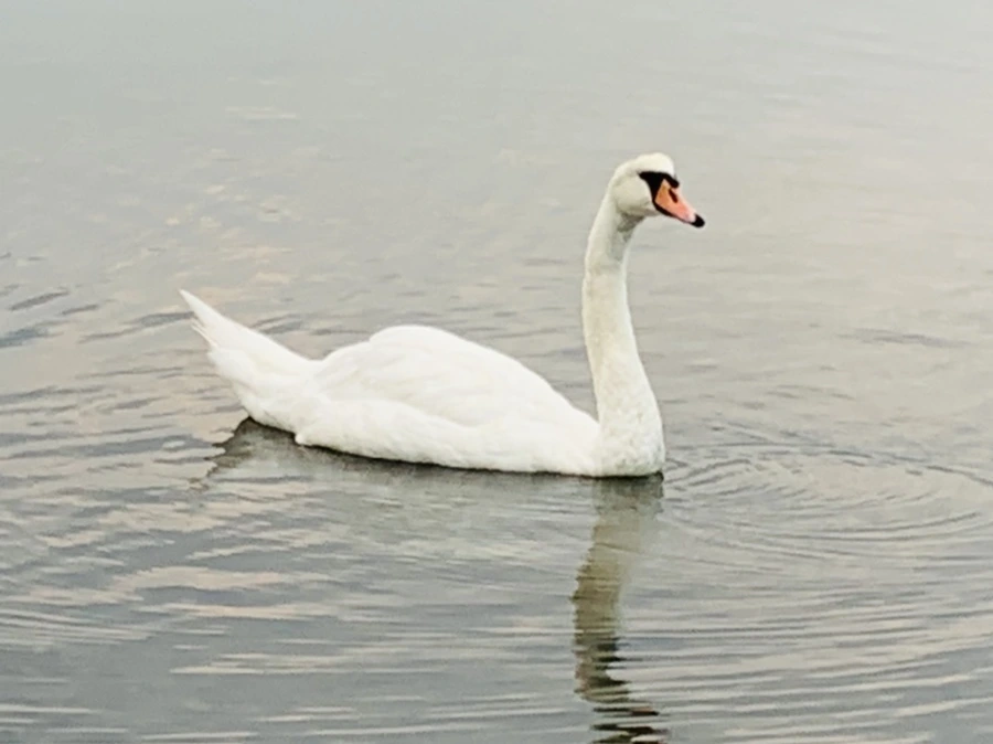 IMG_0314.jpg?type=w966