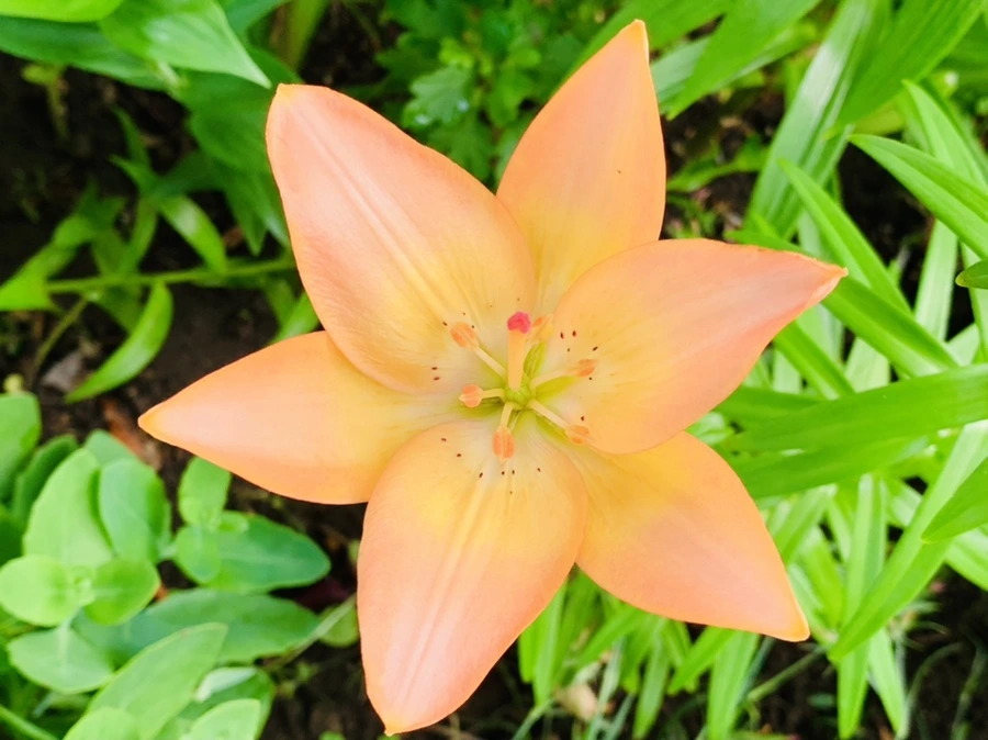 IMG_7298.jpg?type=w966