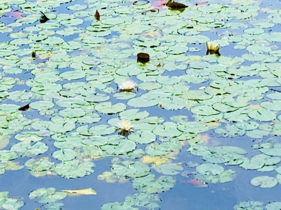 IMG_9322.jpg?type=w966