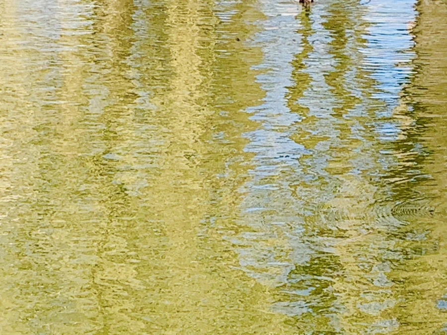 IMG_3085.jpg?type=w966