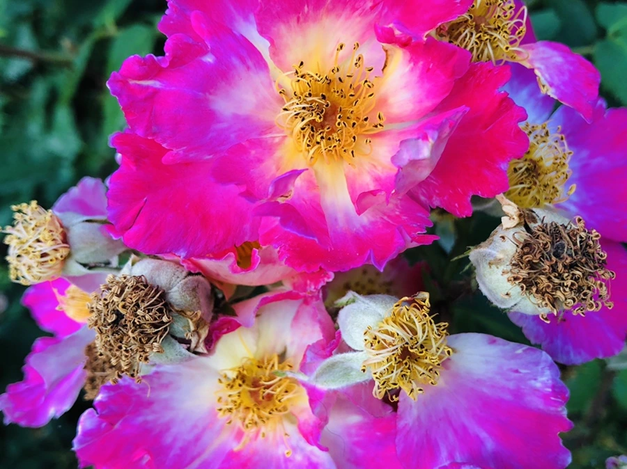 IMG_9646.jpg?type=w966