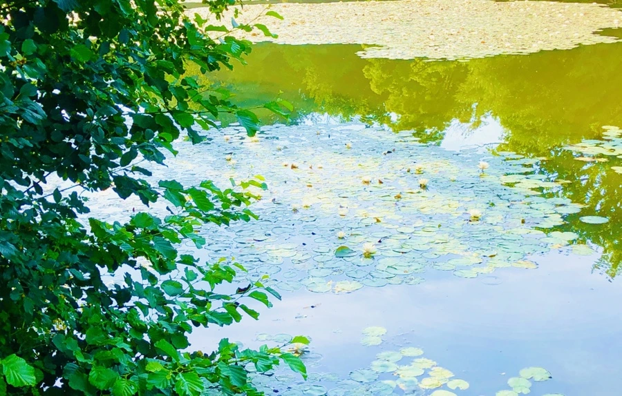 IMG_4895.jpg?type=w966