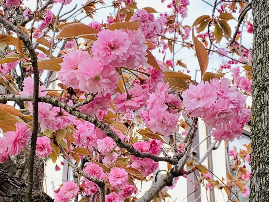 IMG_4433.jpg?type=w966