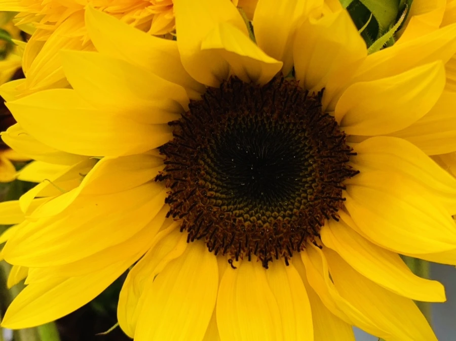 IMG_6636.jpg?type=w966