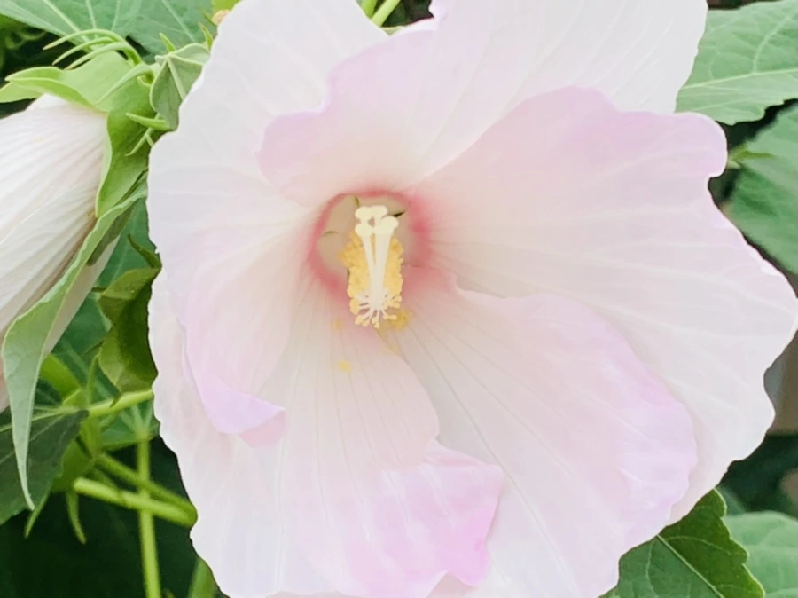 IMG_6039.jpg?type=w966