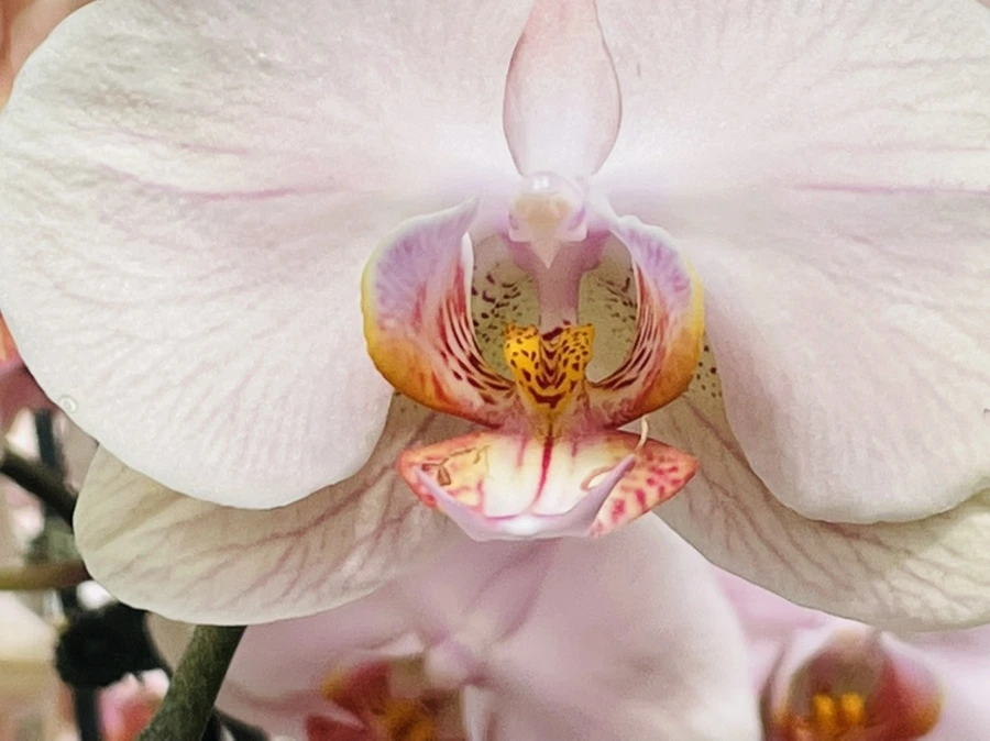 IMG_1375.jpg?type=w966