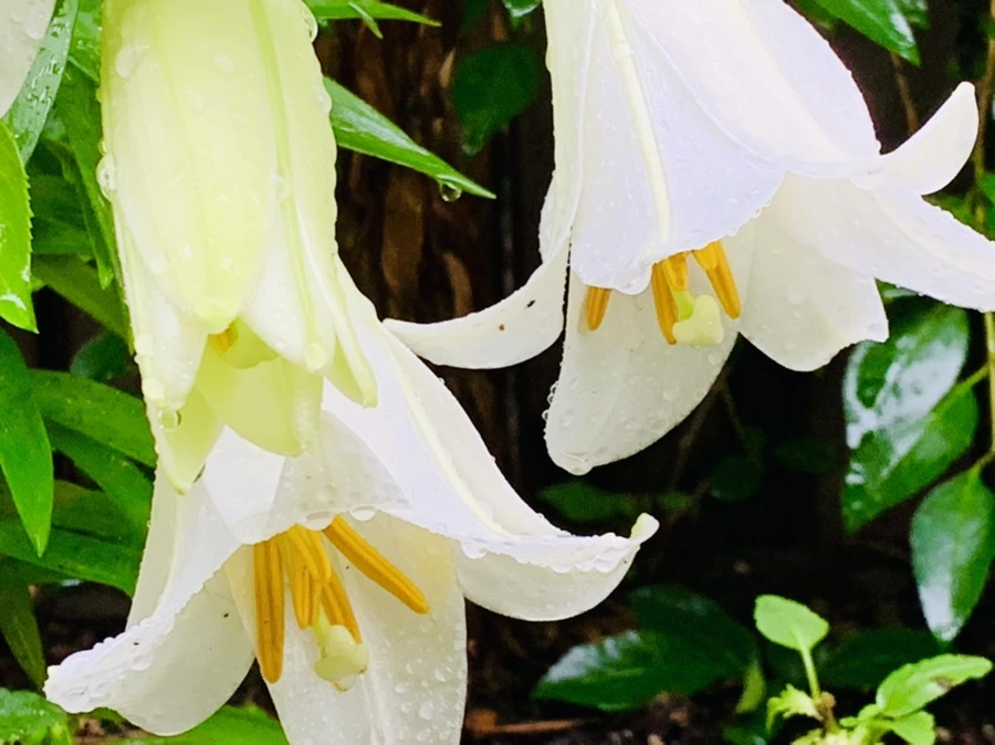 IMG_0091.jpg?type=w966