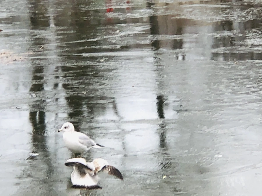 IMG_8994.jpg?type=w966