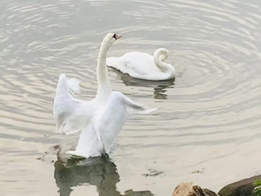 IMG_6376.jpg?type=w966