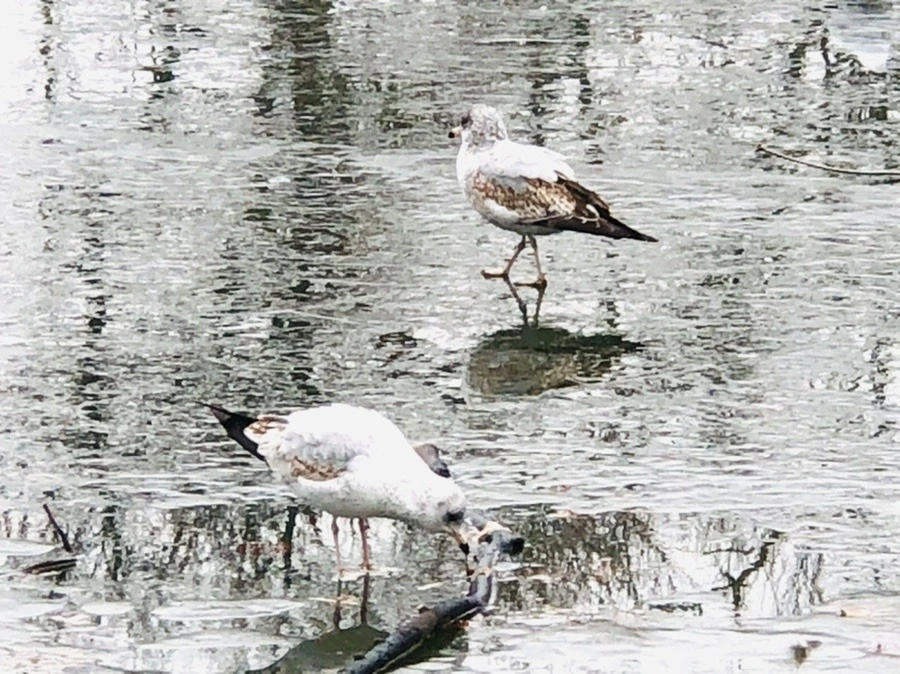 RQeKn1xrZG2QgXnpj0KymuMo1W0