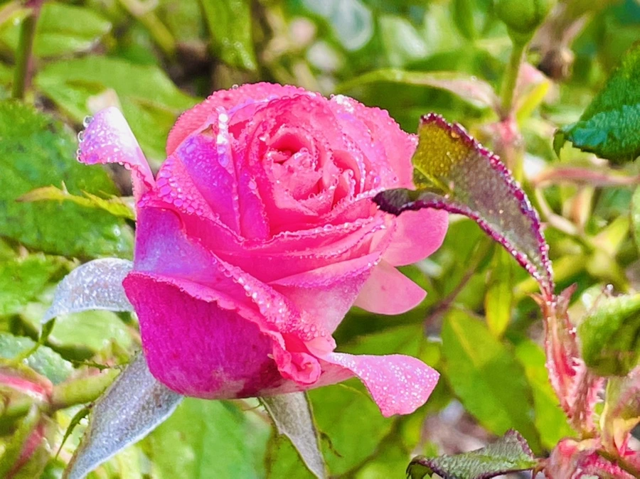 IMG_0989.jpg?type=w966